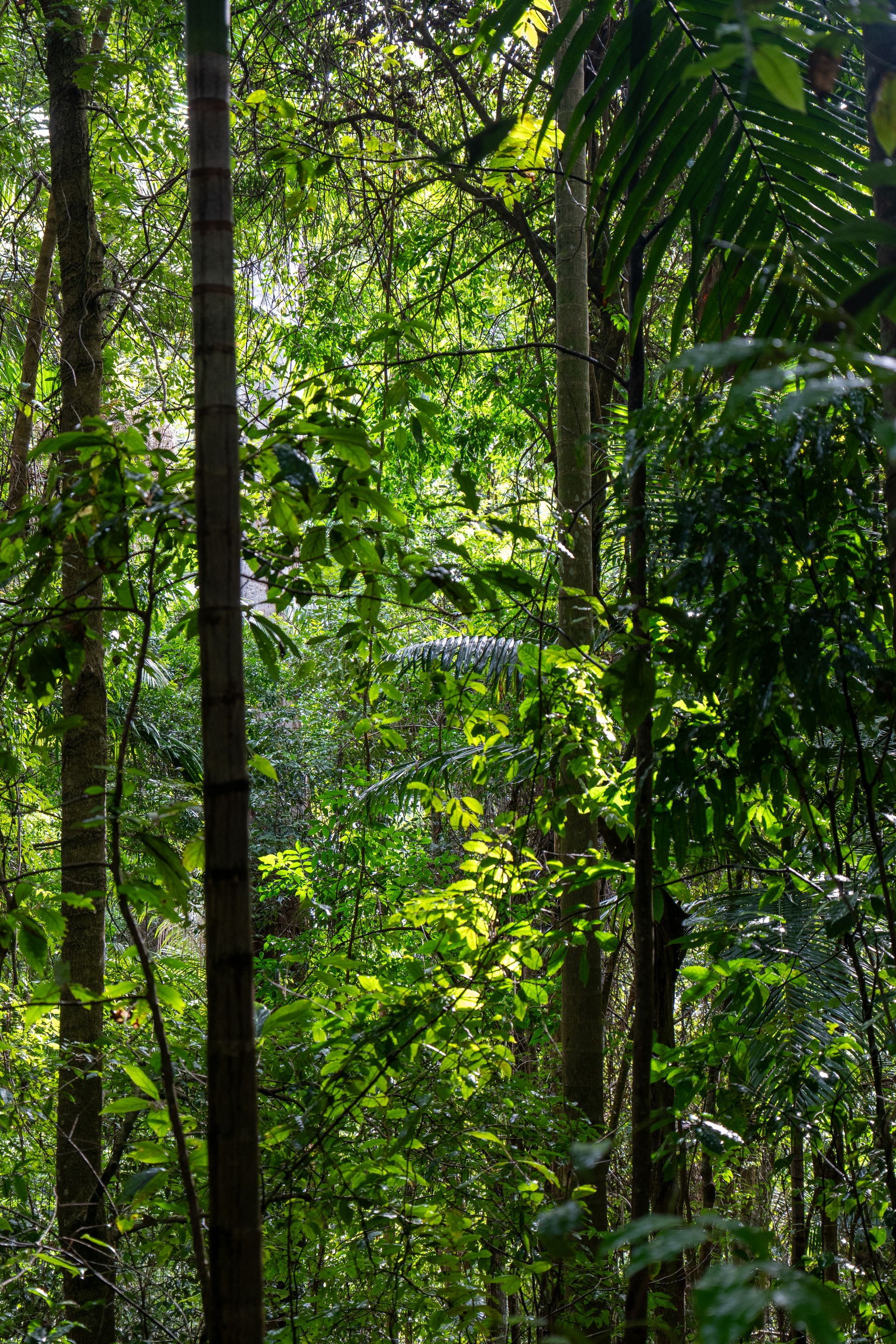 Queensland rainforest